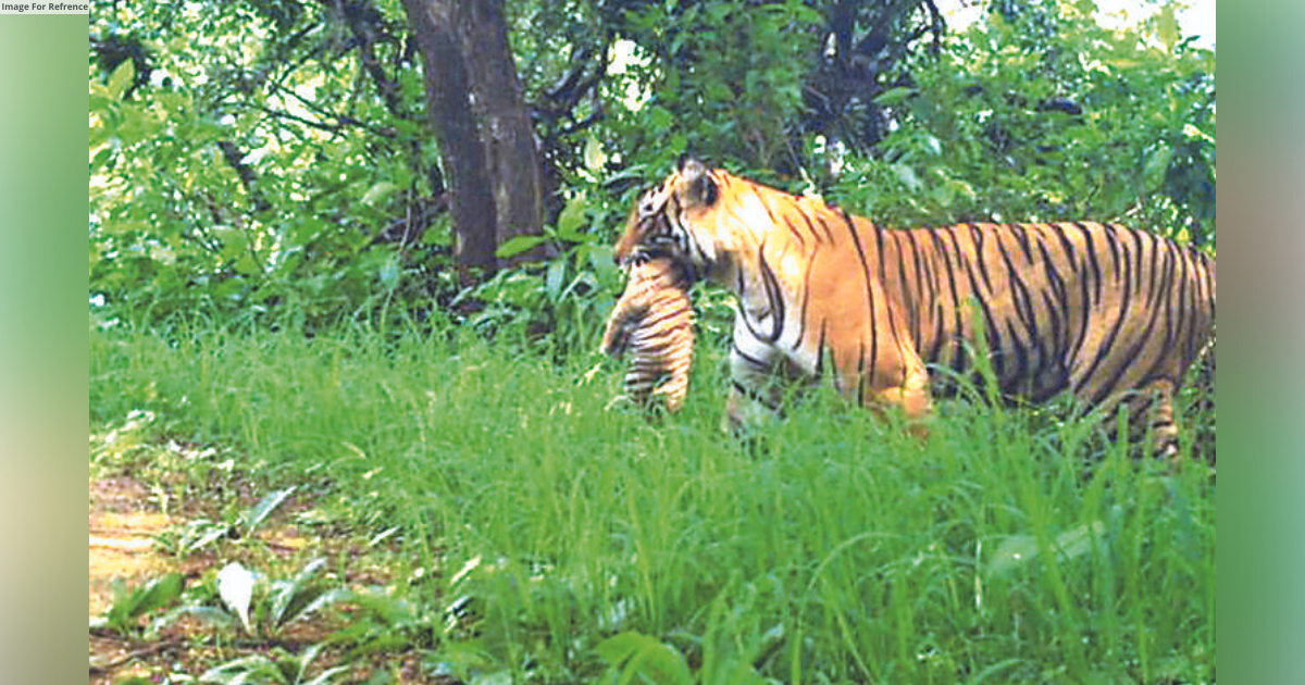 Tigress T-124 sighted with three cubs